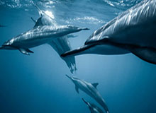 中国体育的崛起：汗水、科技与未来的篇章